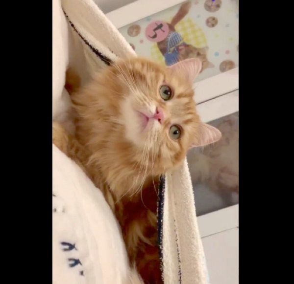 寝袋から顔を出すちくわちゃん