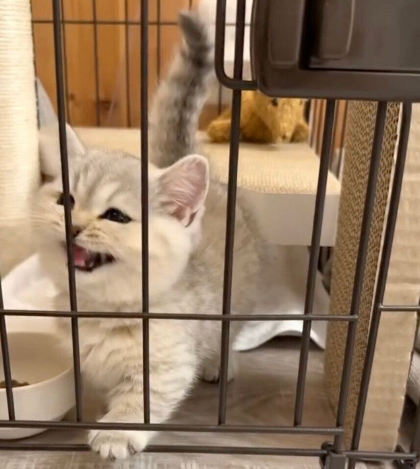 鳴いてアピールするももちゃん