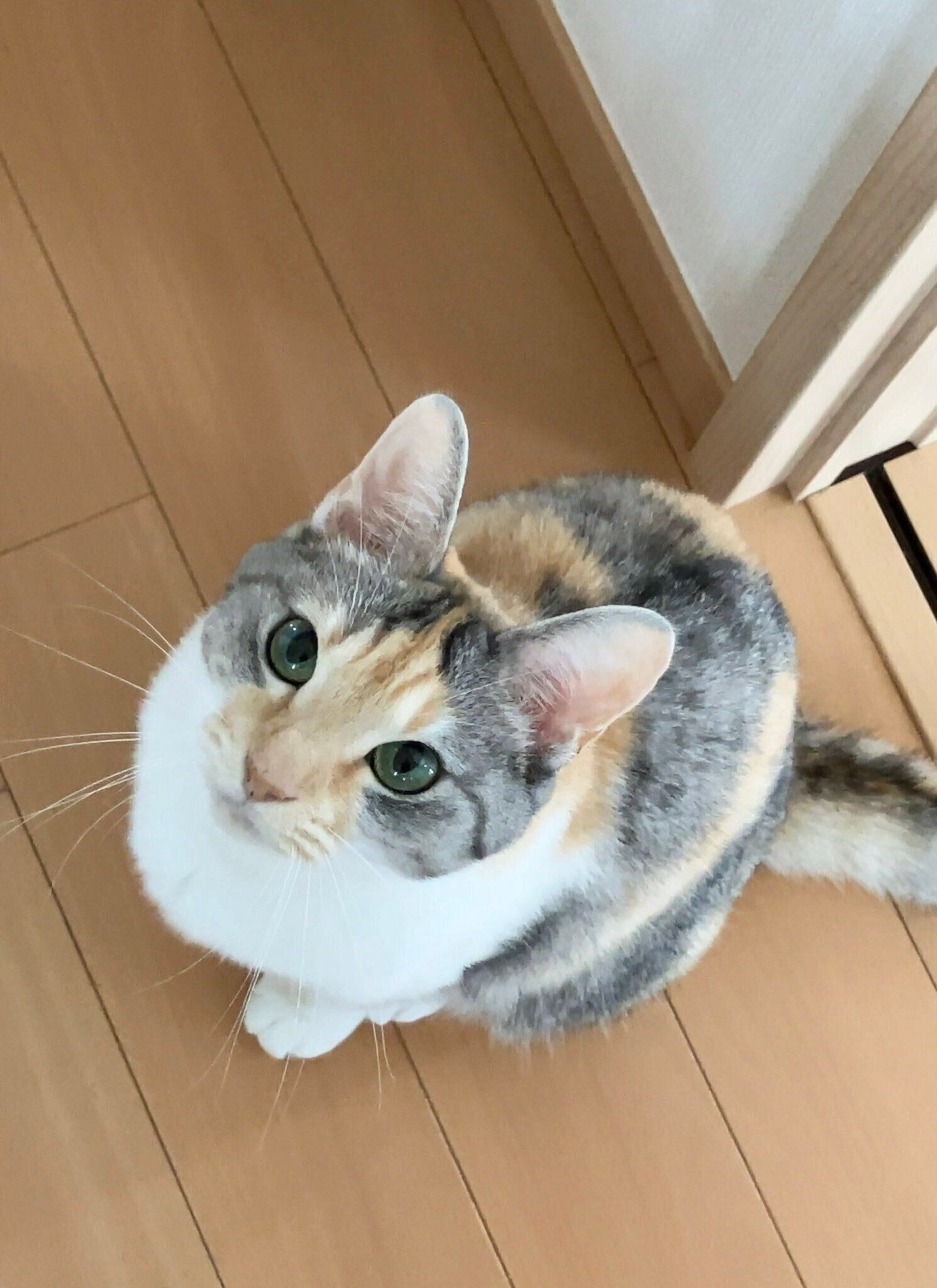 飼い主を見上げる猫