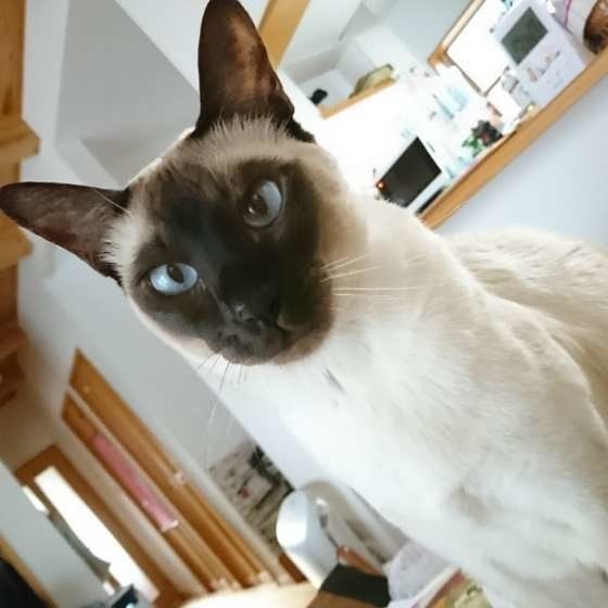 テーブルの上にいるハクくん