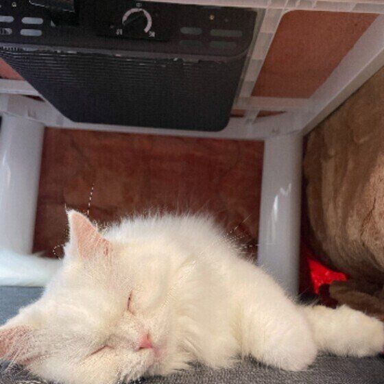 こたつで寝落ちするまるちゃん（スコティッシュフォールド）