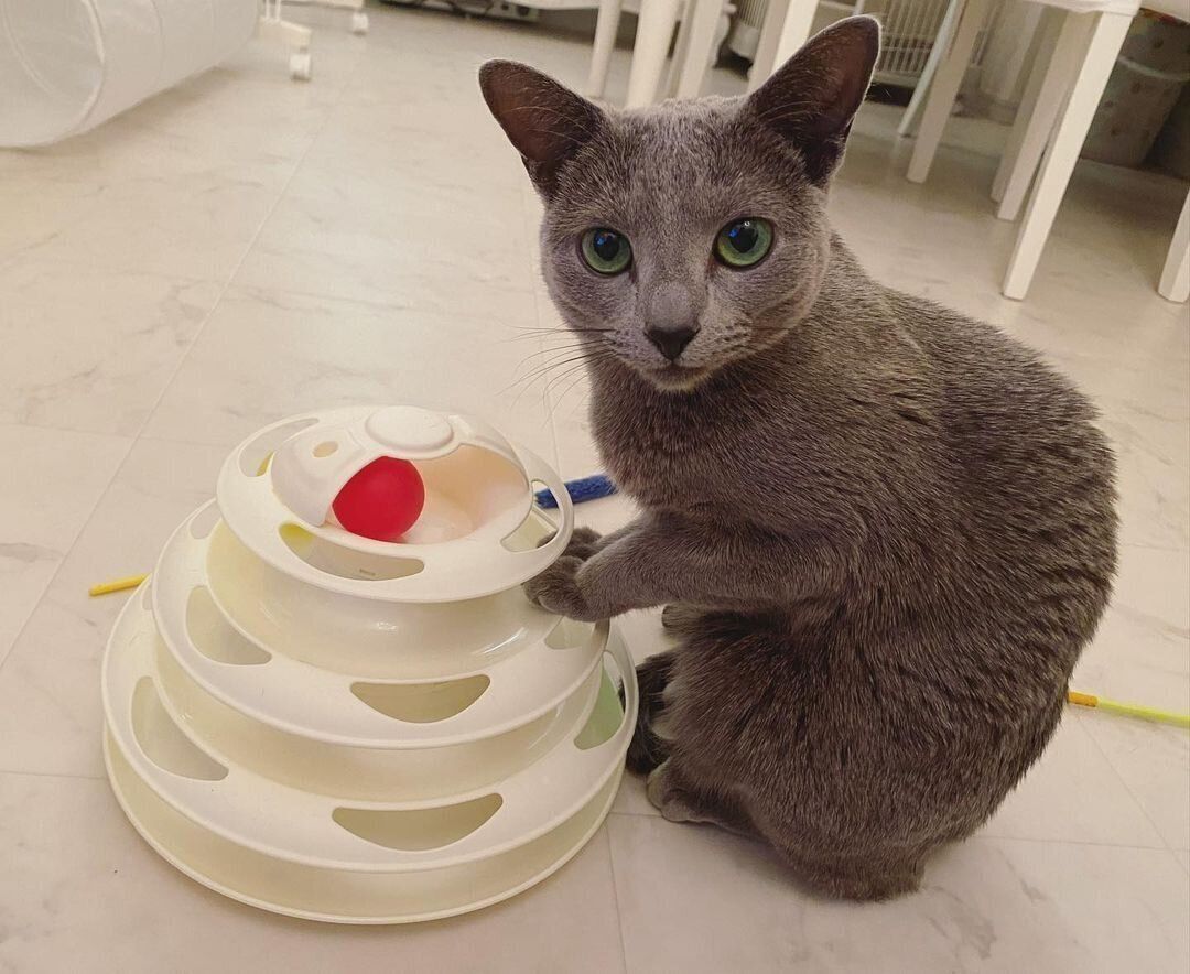 遊んでいる姿がかわいすぎ Snsで話題のスリコ キャットボールトイ ねこのきもちweb Magazine