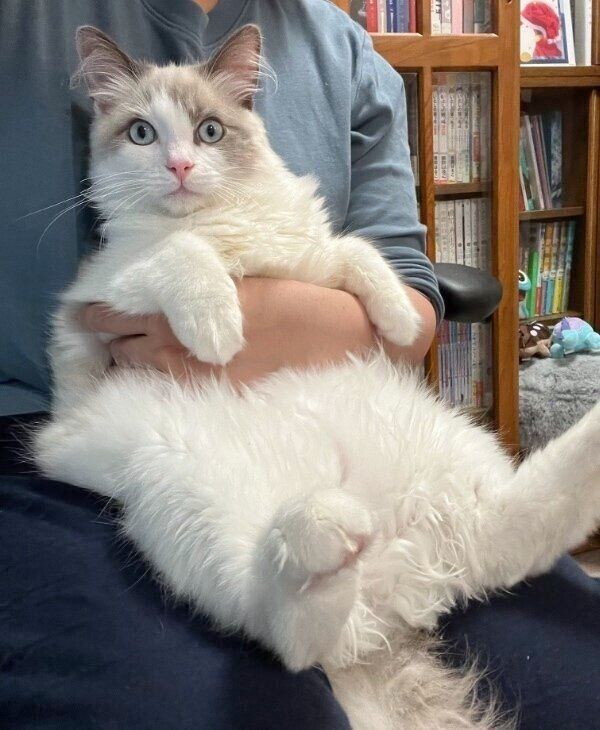 体がどんどん成長してきたはんぺんくん