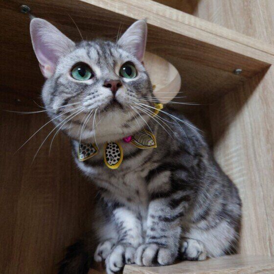 オシャレなアメリカンショートヘア