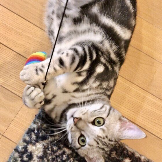 アメリカンショートヘアのパンチョくん