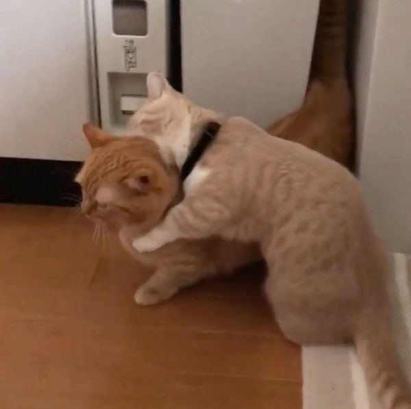 隙間を探検するマンチカン