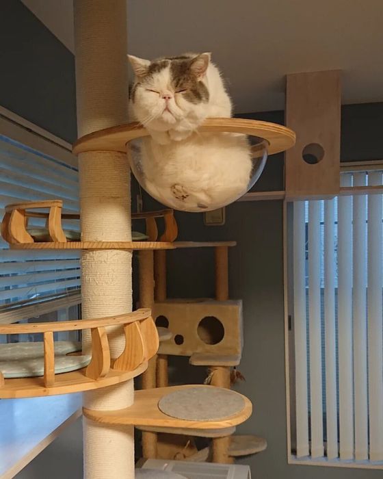キャットタワーで眠るふくまるくん