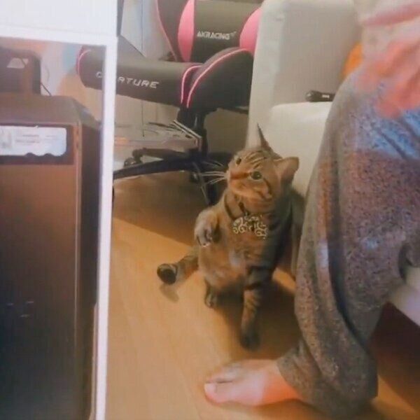 パソコンのCDトレイを見つめるベルくん