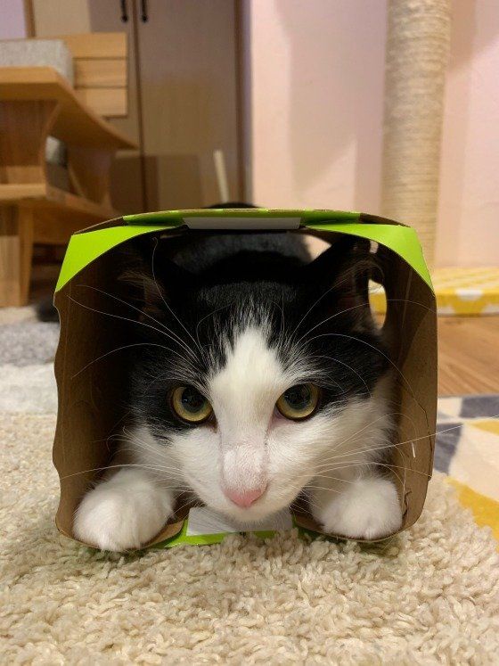 箱にすっぽり収まった猫