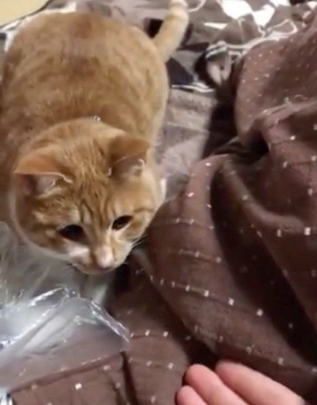 猫に何度もお手を要求してみたら 賢すぎる対応 に思わず爆笑 ねこのきもちweb Magazine 猫に何度もお手を要求してみたら 賢すぎる対応 に思わず爆笑 ねこのきもちweb Magazine