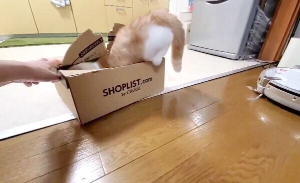 可愛い入り方でダンボール箱の中に入るうなぎちゃん