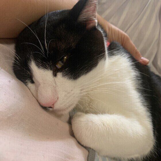 すりすりするコチビくん