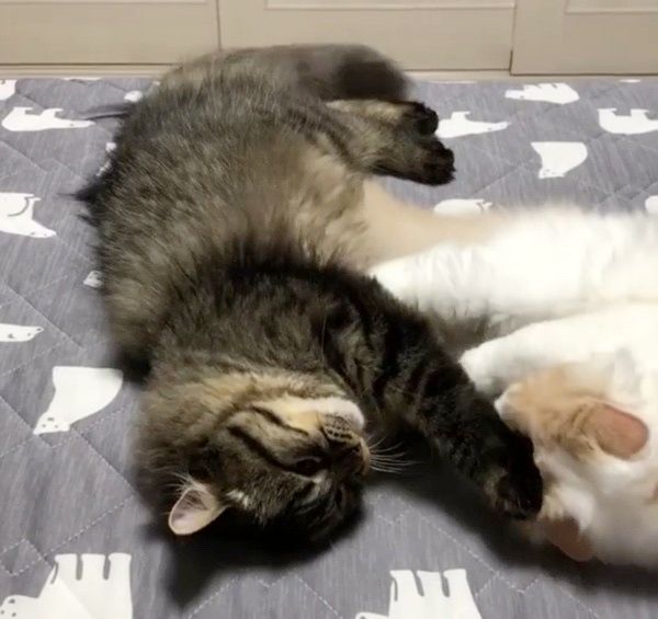 布団を取り合う猫