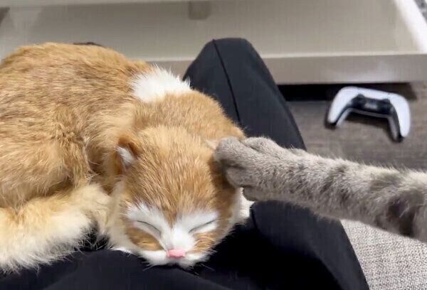 ぬいぐるみに嫉妬する、ととまるくん