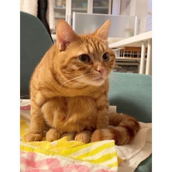 変な座り方をするサクくん