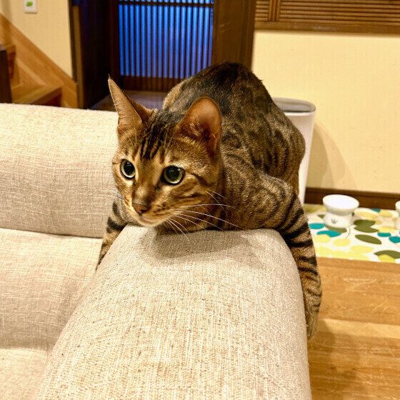 ひじ掛けがお気に入りのミラちゃん