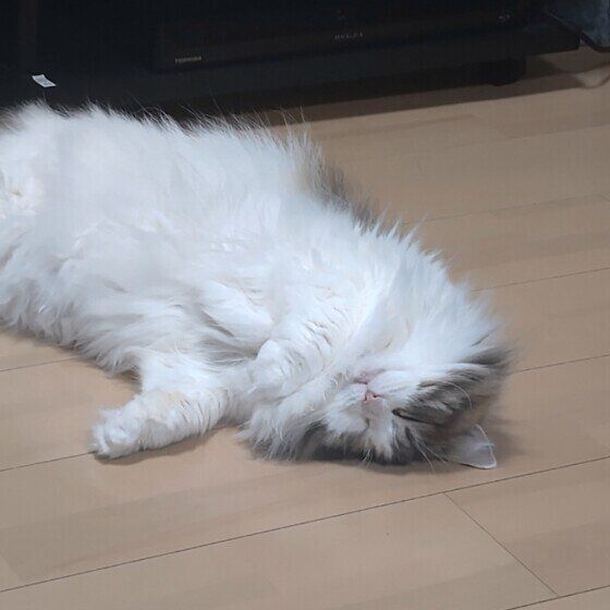 みーこ  ノルウェージアンフォレストキャット