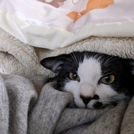 MIX（黒×白）の薄荷くん