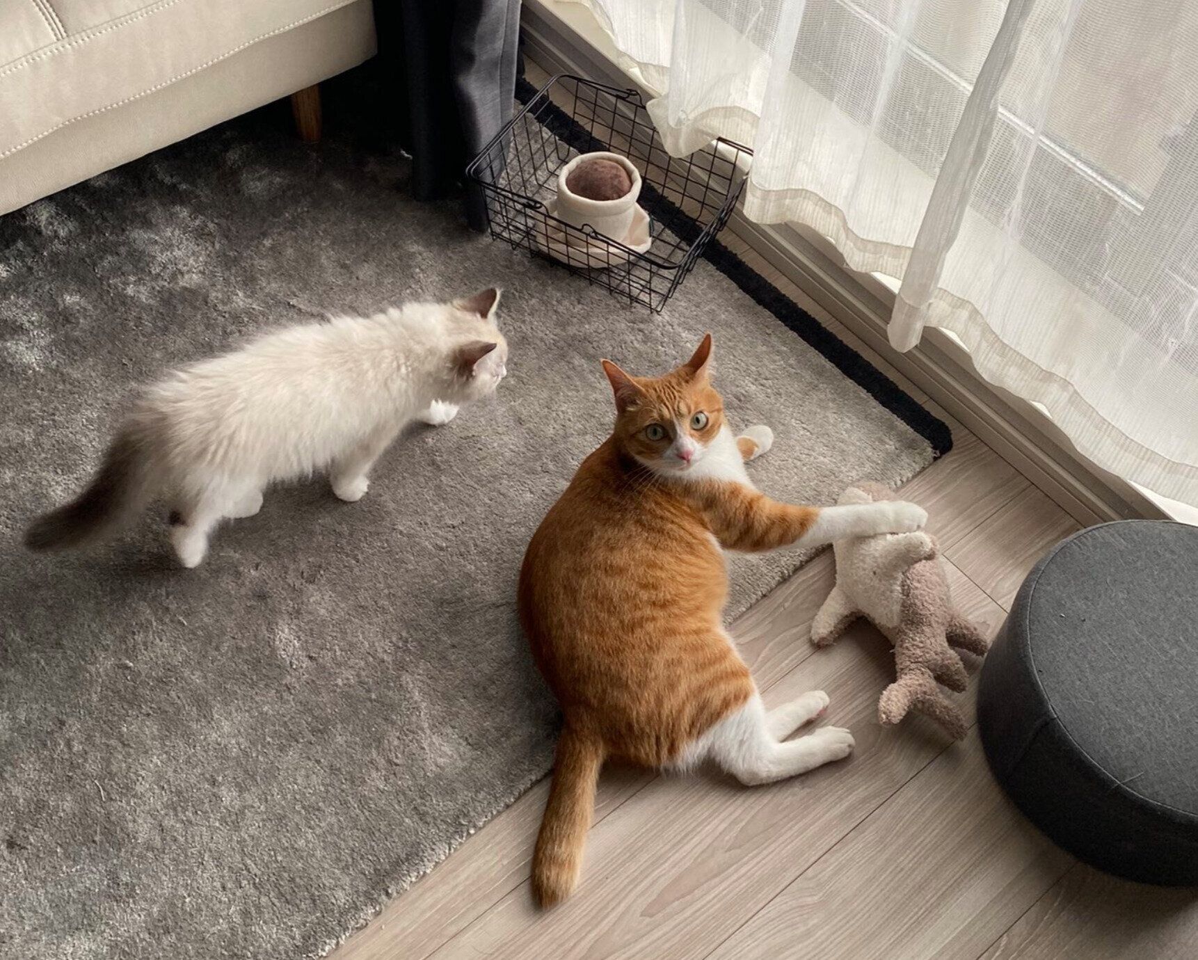 ラテにつきまとうクレマちゃん