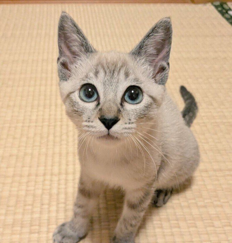 生後推定2カ月のモモちゃん。家族に迎えたばかりのころ。