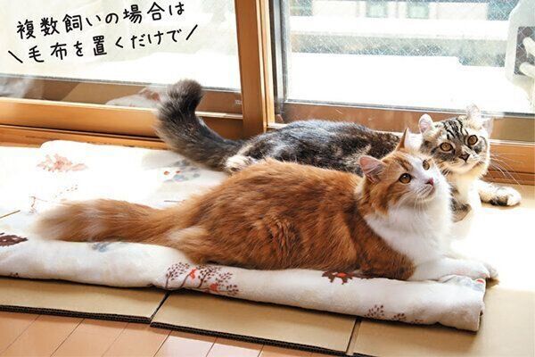 毛布でくつろぐ猫