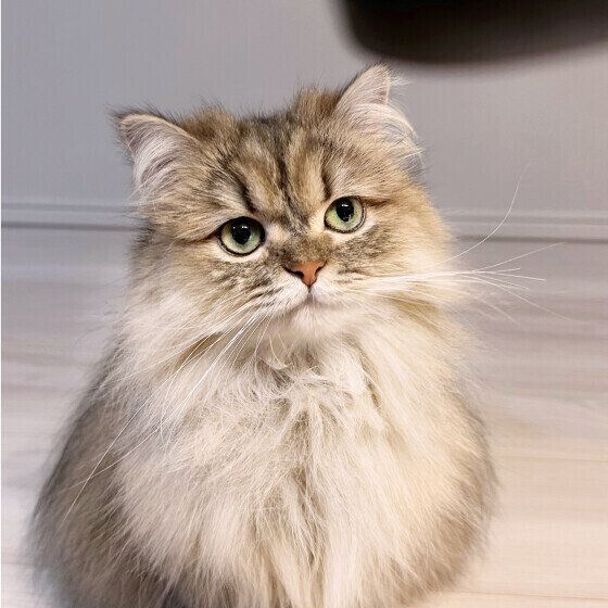 ペルシャのごめんちゃん♪