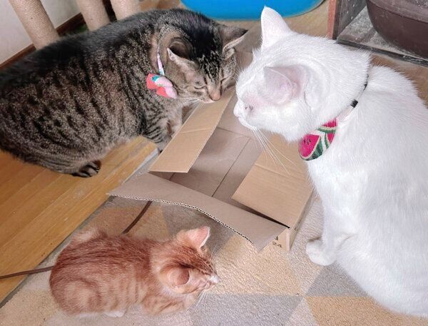 先住猫たちと清盛くん