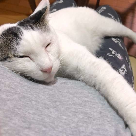 抱っこされる猫