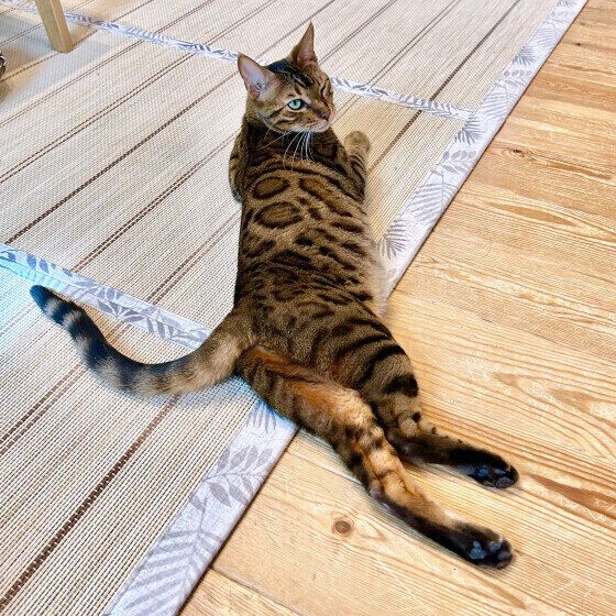 ベンガルのミラちゃん