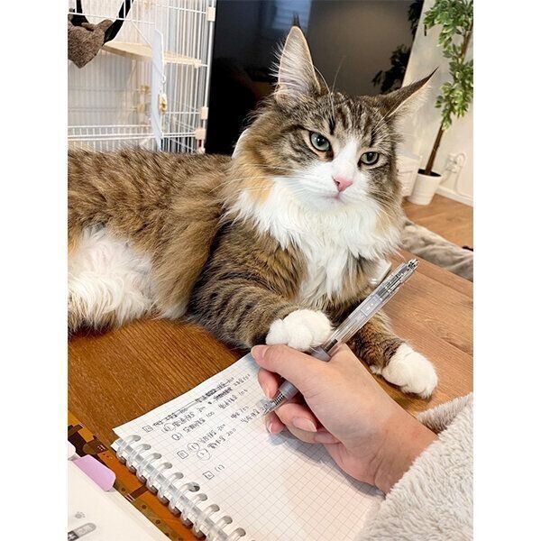 飼い主さんの手に触るしろあんちゃん