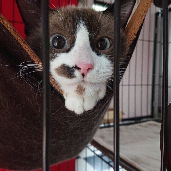 ハンモックに入る猫