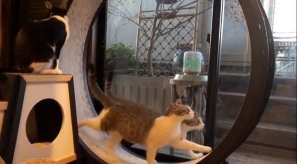 キャットホイールで遊ぶ猫