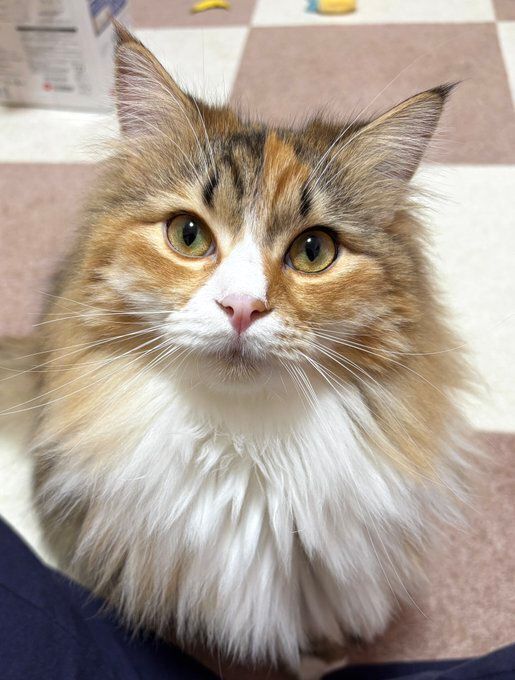 飼い主を見つめるサイべリアン