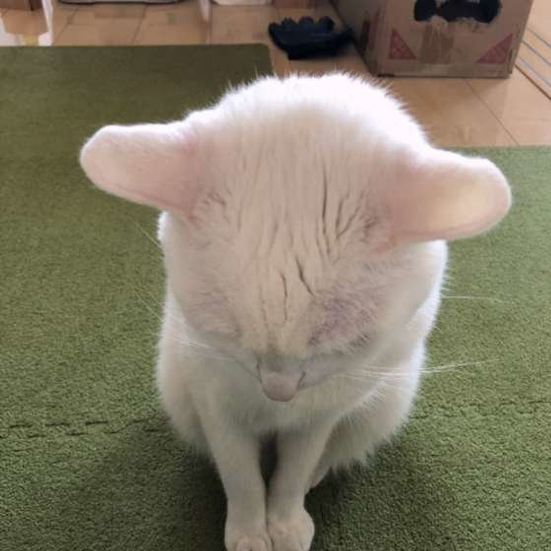 猫の耳がまるでイカ イカ耳 になってしまう理由とは ねこのきもちweb Magazine 猫の耳がまるでイカ イカ耳 になってしまう理由とは ねこのきもちweb Magazine
