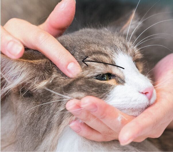 指先でやさしく