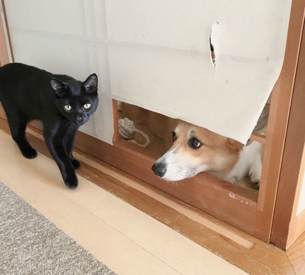 障子からひょっこり顔を出す猫