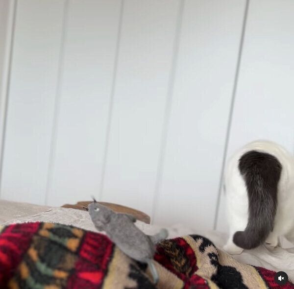 「ネズミのぬいぐるみ」を置いて立ち去るカツヲくん