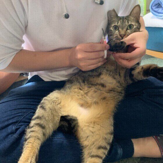 爪切りをされるサバトラ