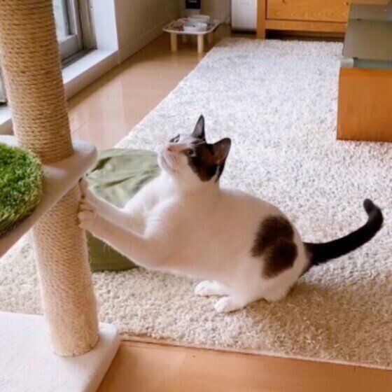 爪とぎするMIXの男の子