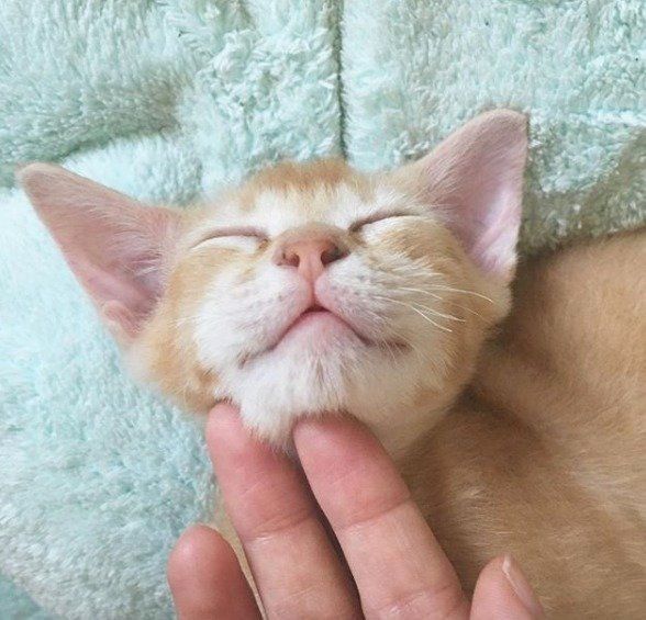 喉を撫でられている茶色の子猫