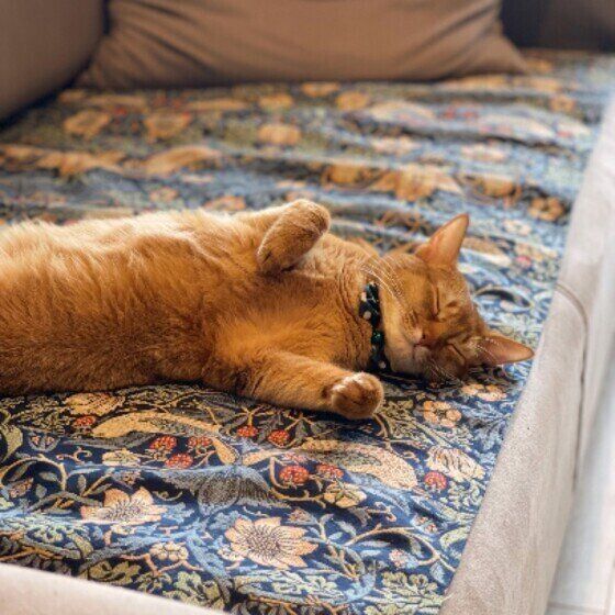 ソマリのゆりこちゃん