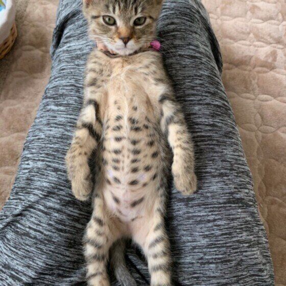 膝の上でくつろぐキジトラのあんずちゃん