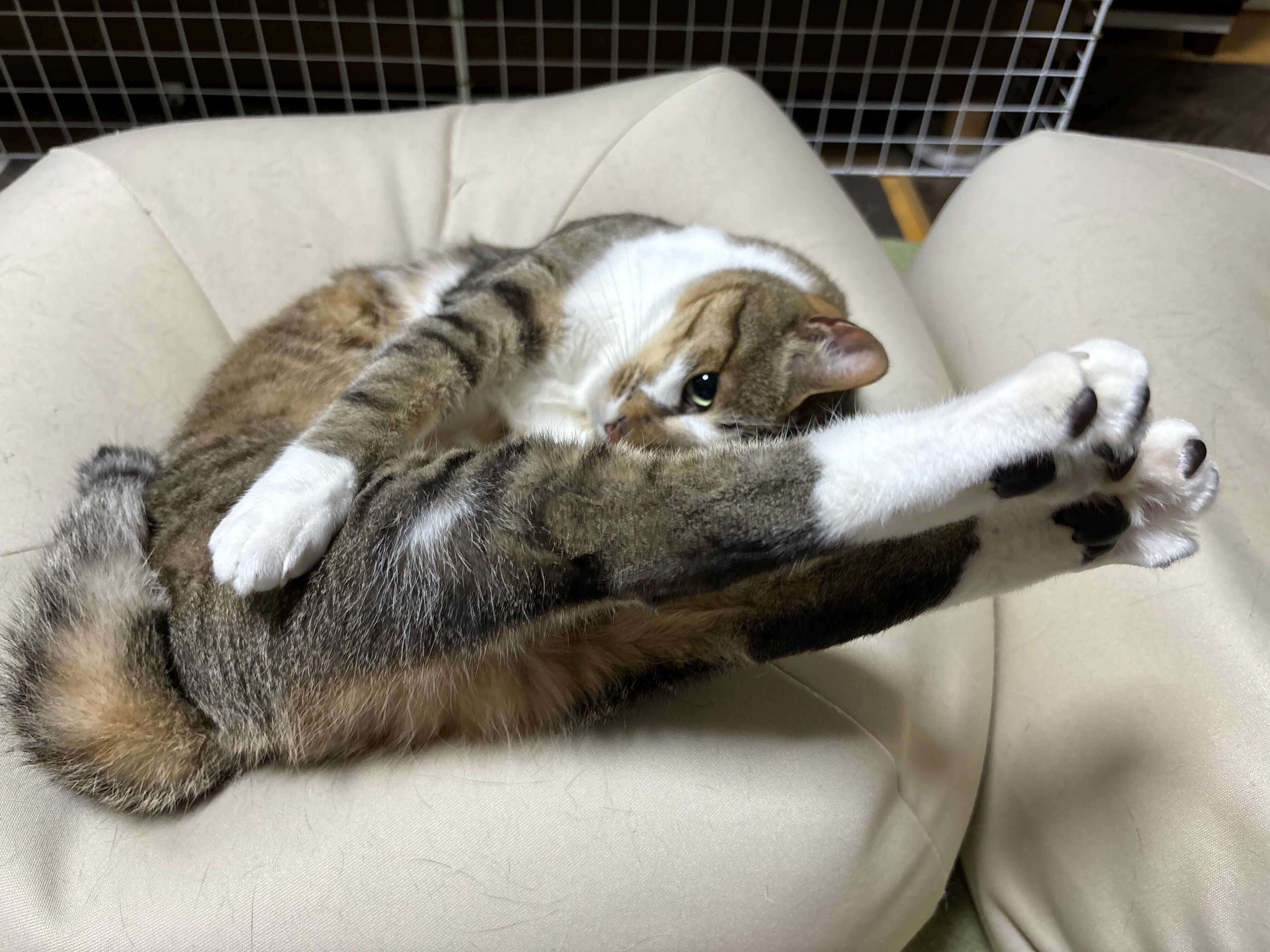 独特な伸びをするソーダくん