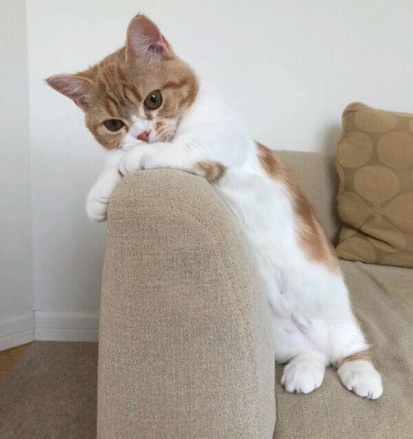 まったりするころんちゃん