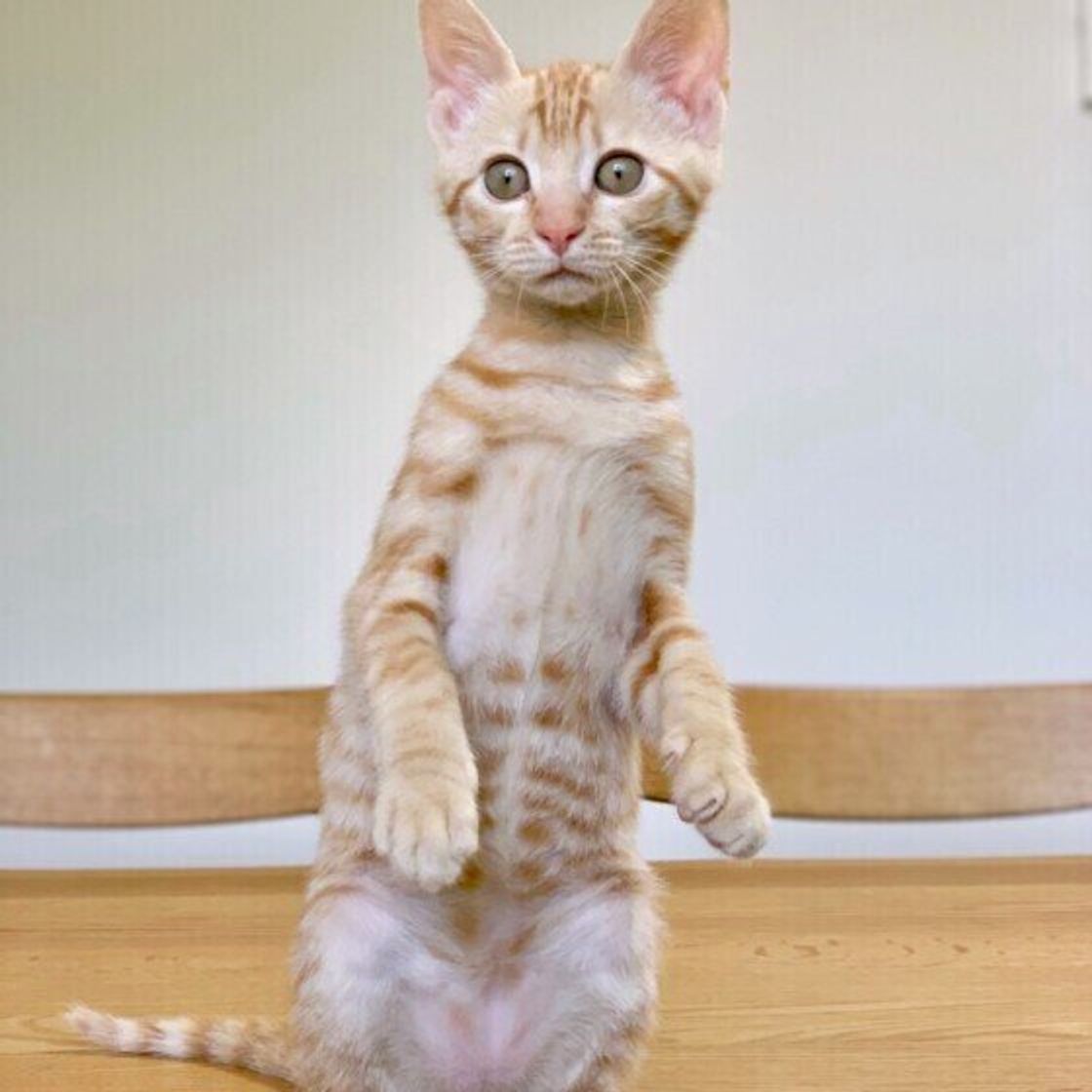 調査 愛猫の 名づけの由来 ってなに 飼い主さんの体験談が参考になる ねこのきもちweb Magazine 調査 愛猫の 名づけの由来 ってなに 飼い主さんの体験談が参考になる ねこのきもちweb Magazine