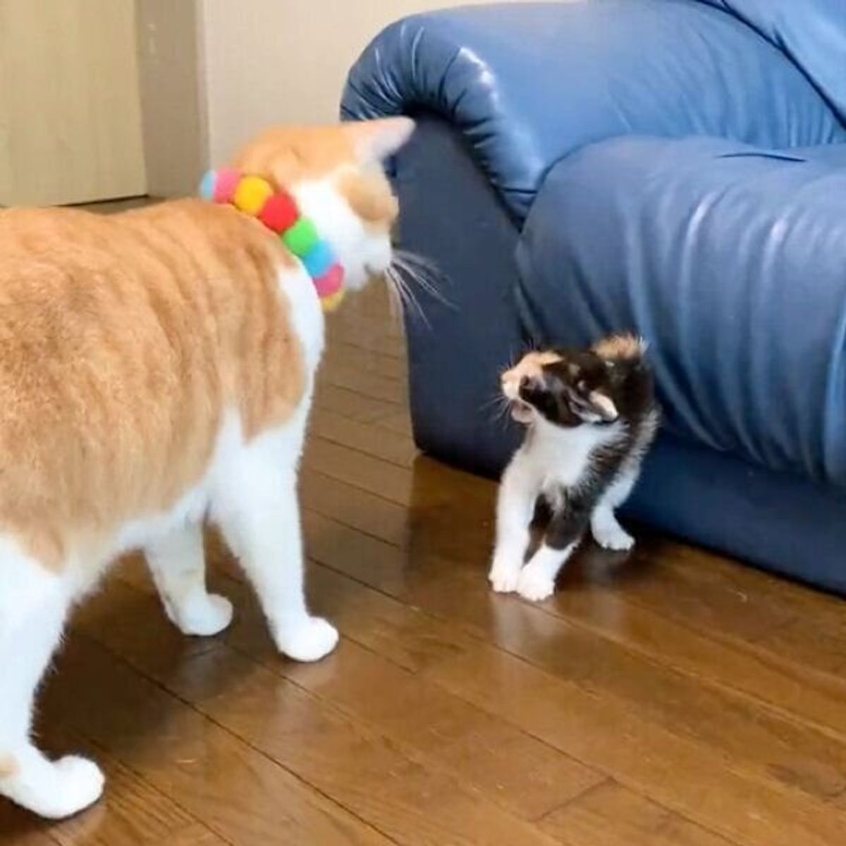 子猫を驚かせてしまった猫 仲直りしようとすると まさかの反応にしょんぼり ねこのきもちweb Magazine 子猫を驚かせてしまった猫 仲直りしようとすると まさかの反応にしょんぼり ねこのきもちweb Magazine