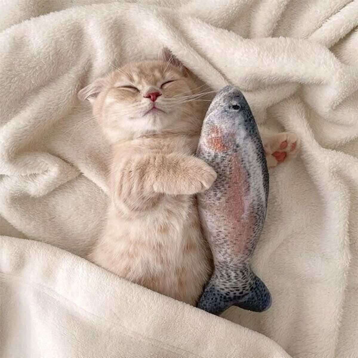 猫の1日は疲れるニャ 布団をかけてニッコリ 愛らしいヘソ天寝の数々を披露する子猫に癒される ねこのきもちweb Magazine 猫の1日は疲れるニャ 布団をかけてニッコリ 愛らしいヘソ天寝の数々を披露する子猫に癒される ねこのきもちweb Magazine