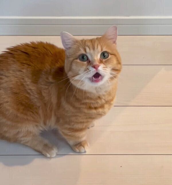 鳴いてアピールするぷーちゃん