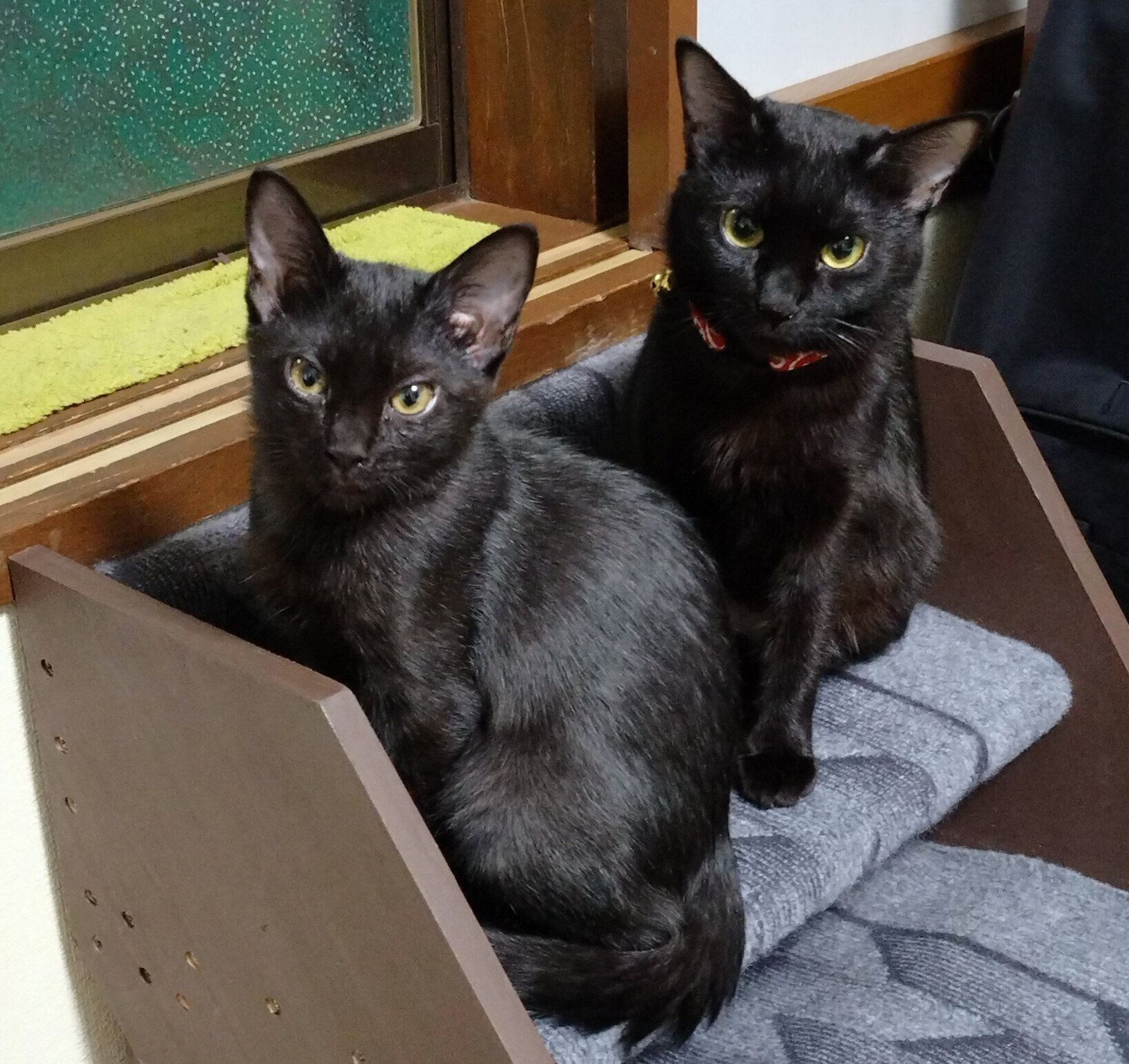 お迎えしたばかりのころのムサシくん、はるなちゃん。