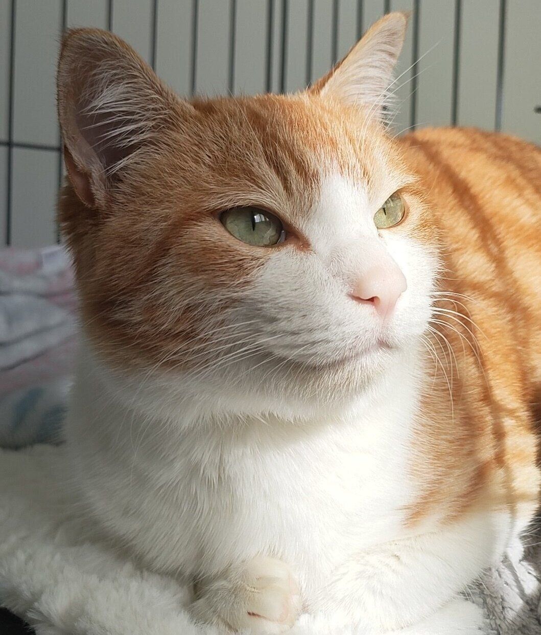 生後推定7〜8カ月ごろのチョロすけくん